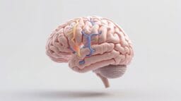 Brain diagram showing dopamine pathways for focus